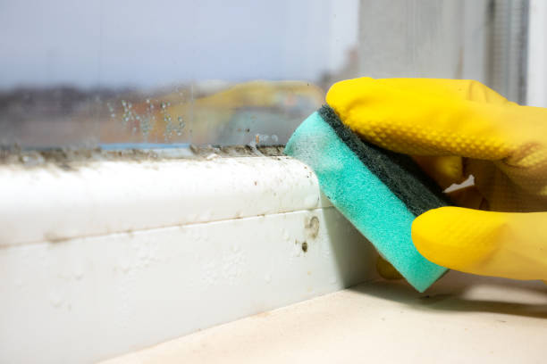 Best Mold Testing and Inspection Services in Woodbury Center, CT