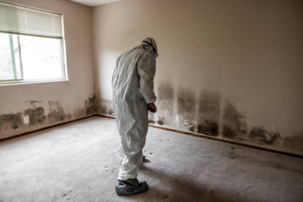 Best Mold Remediation for Specific Building Types in Woodbury Center, CT